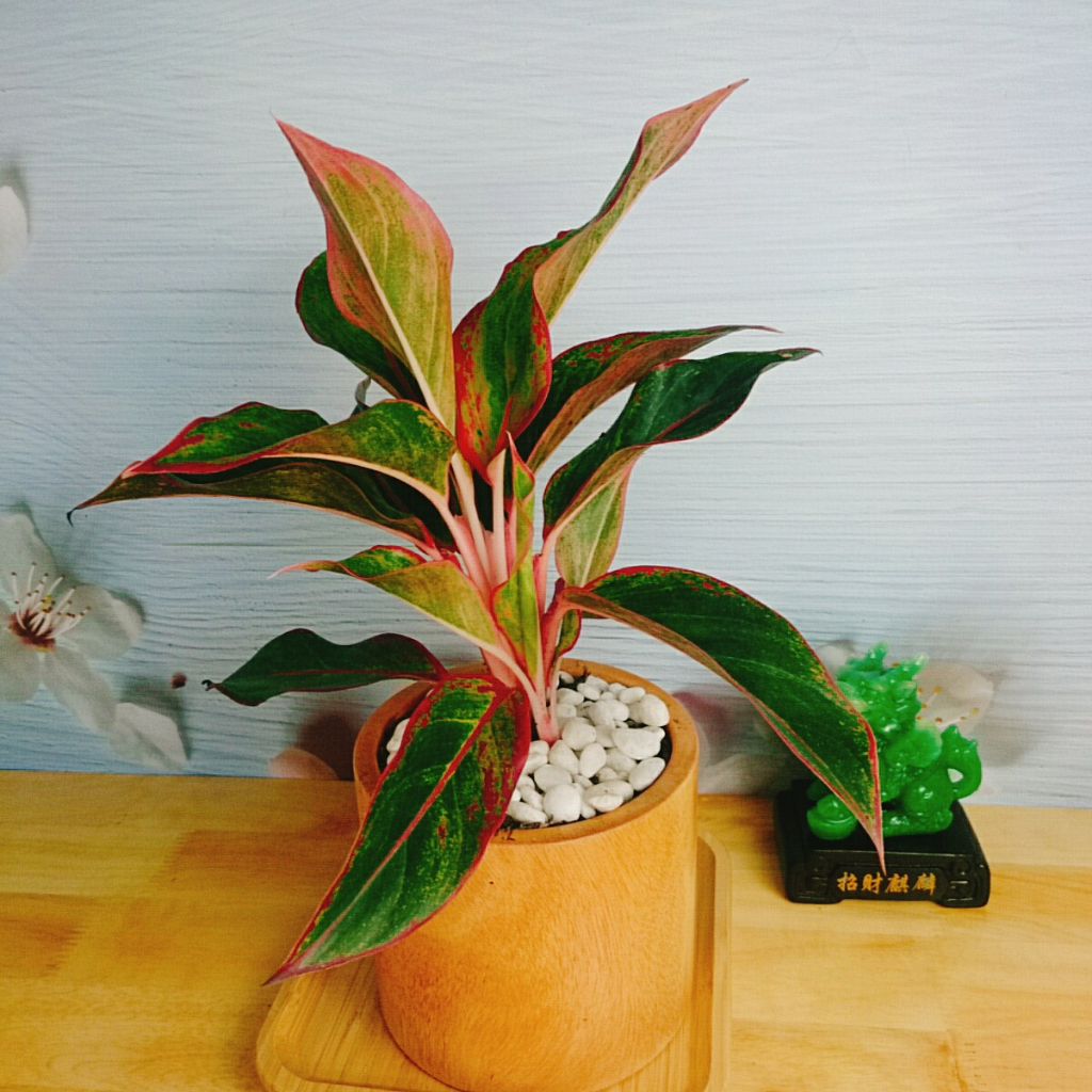 CÂY PHÚ QUÝ Cây phong thủy Cây lọc không khí Cây trang trí nhà cửa văn phòng