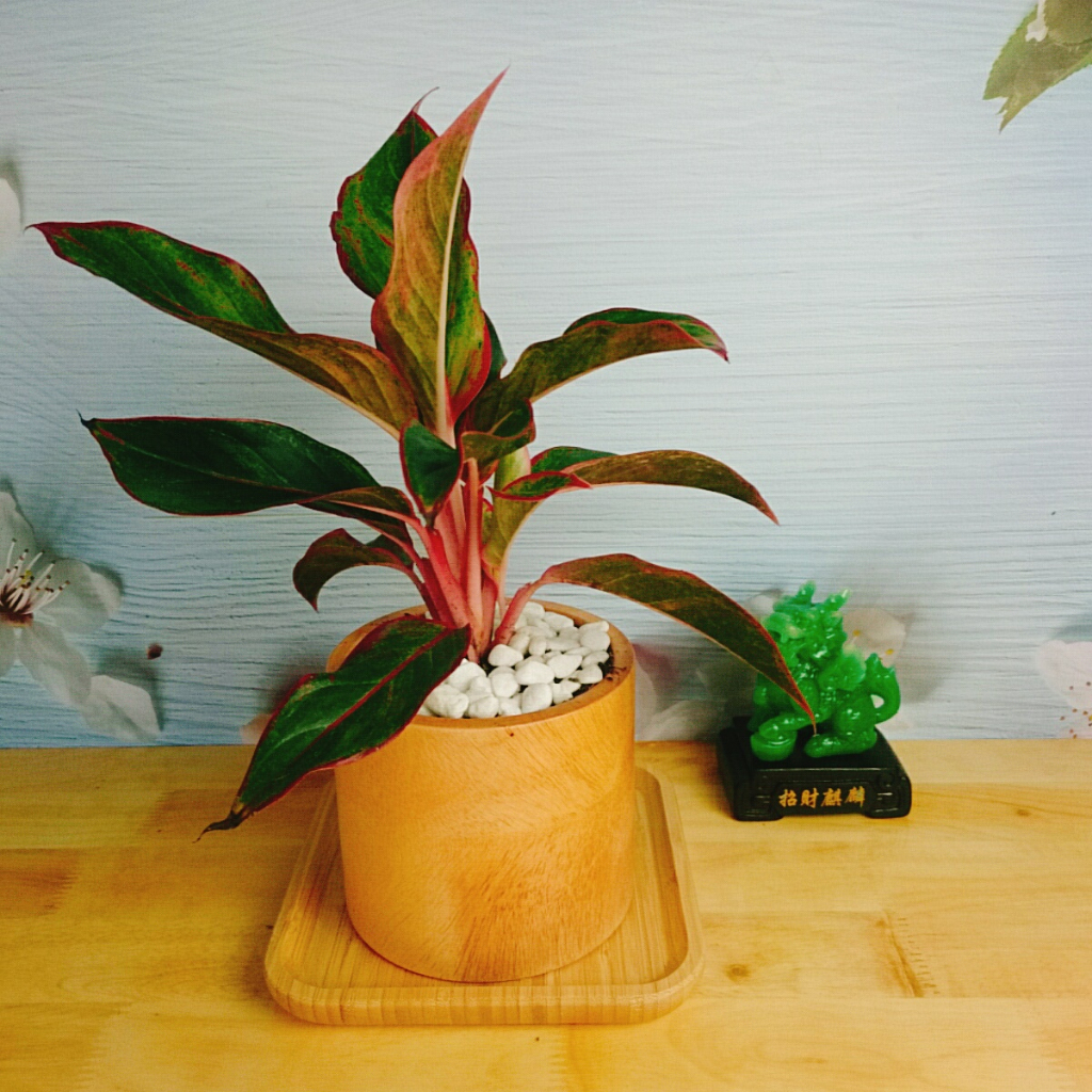 CÂY PHÚ QUÝ Cây phong thủy Cây lọc không khí Cây trang trí nhà cửa văn phòng