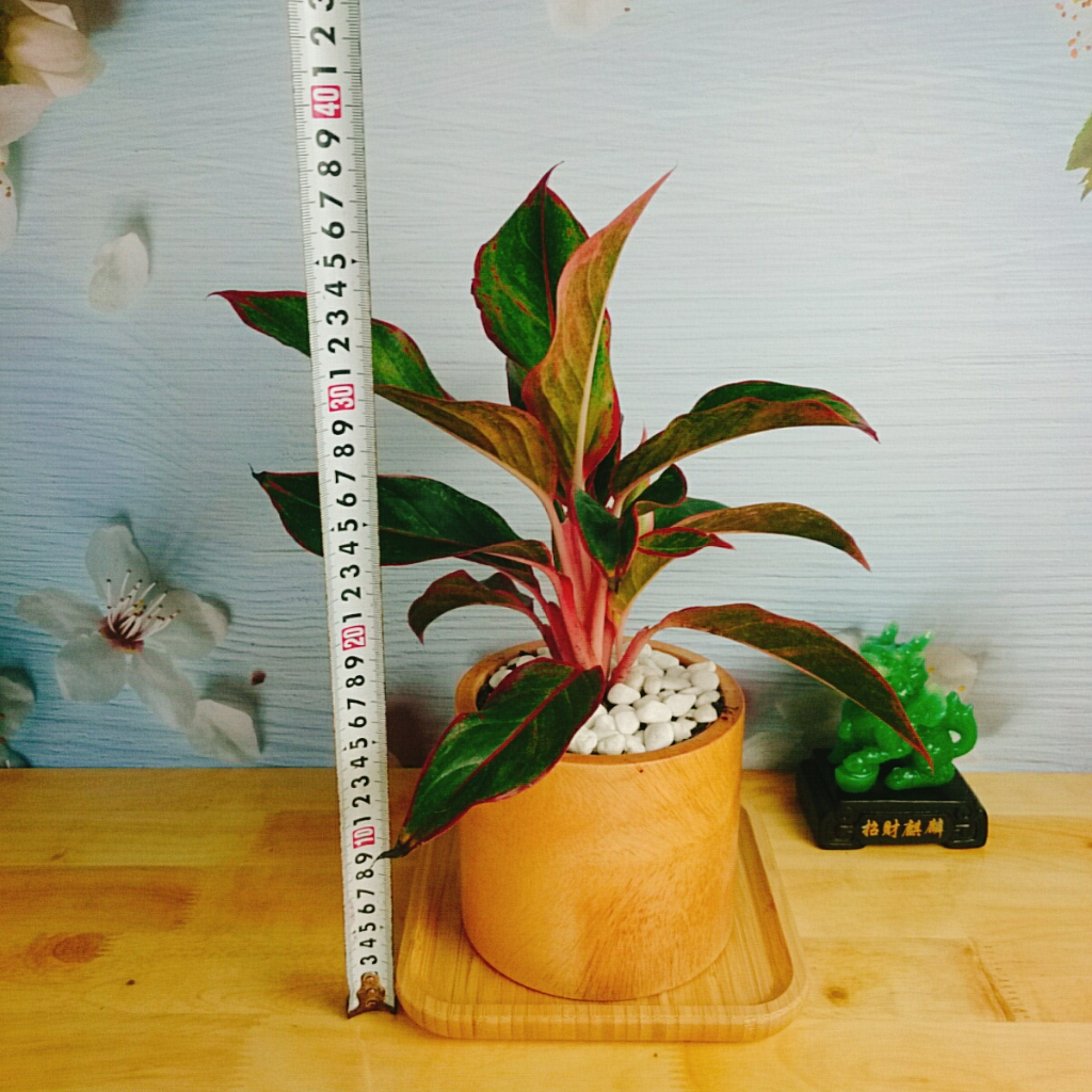 CÂY PHÚ QUÝ Cây phong thủy Cây lọc không khí Cây trang trí nhà cửa văn phòng