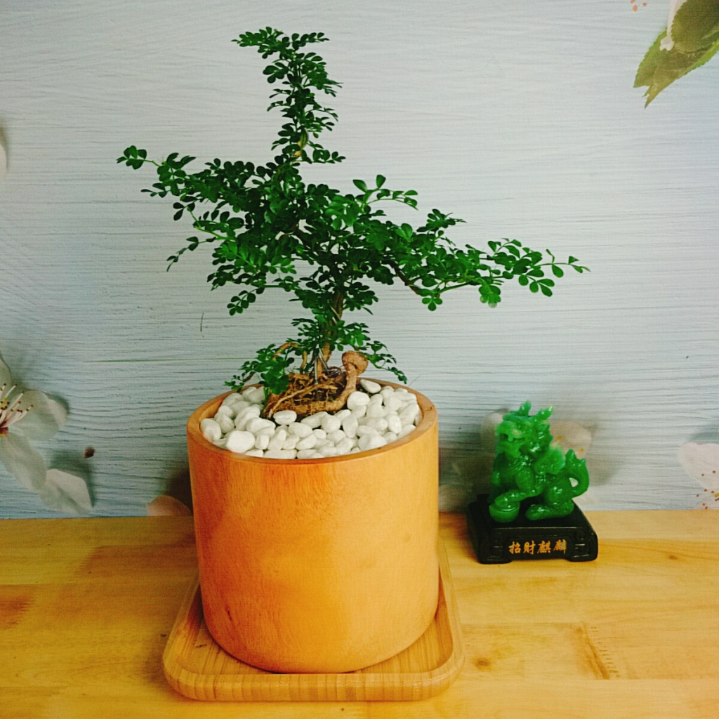 Cây Cần Thăng Cây cảnh Bonsai mini