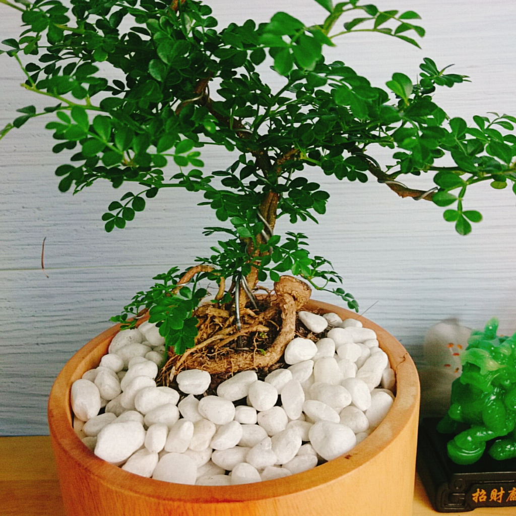 Cây Cần Thăng Cây cảnh Bonsai mini