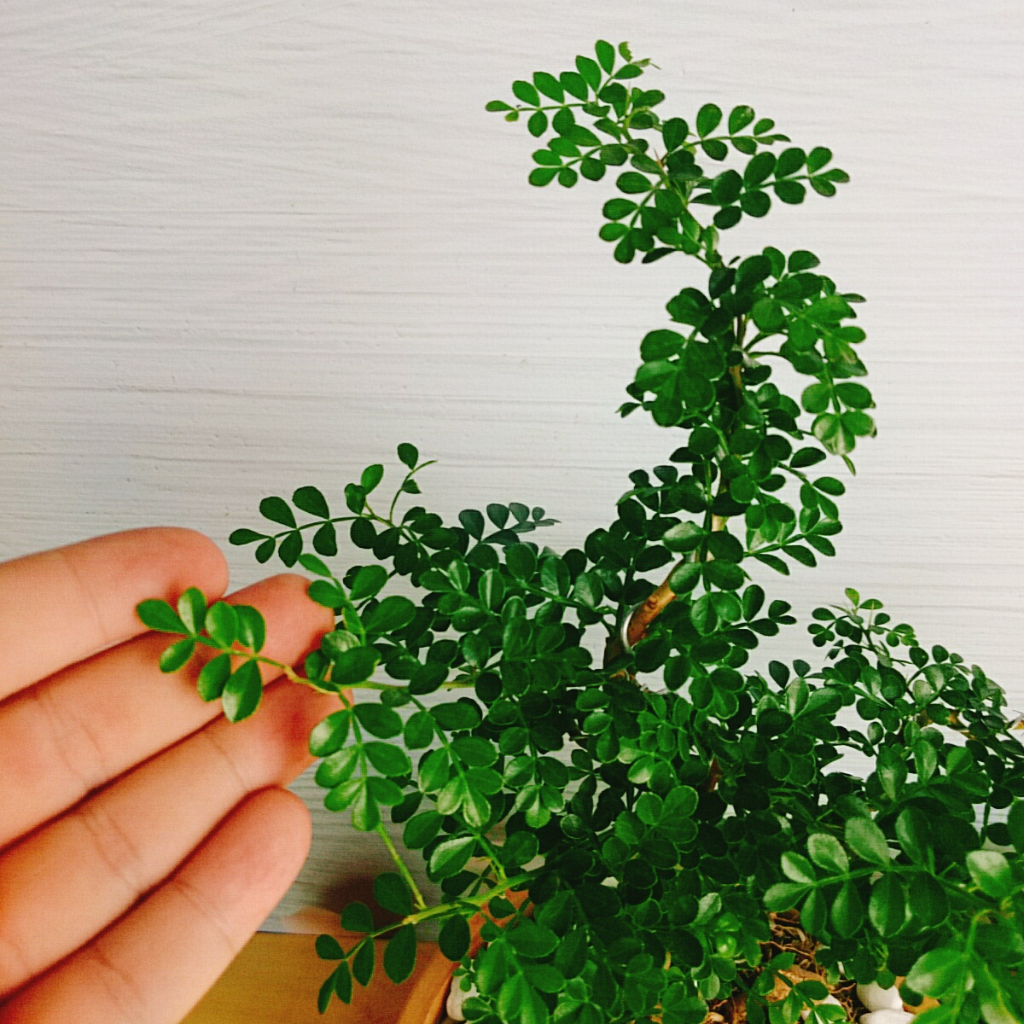 Cây Cần Thăng Cây cảnh Bonsai mini