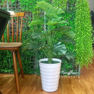 Cây giả cây trầu bà lá xẻ trang trí decor cao 80cm kèm chậu như hình