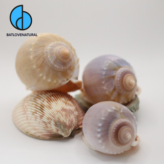 Vỏ ốc Tỏi - Ốc mượn hồn - Vỏ ốc trang trí nhiều kích thước nhỏ vừa lớn