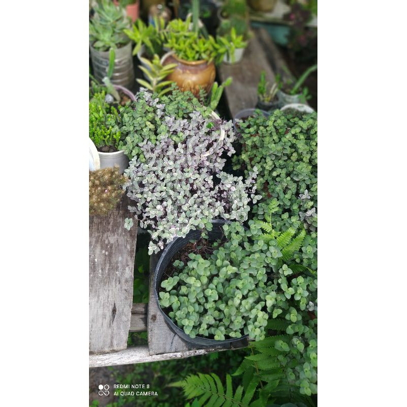 Cây thài lài pink lady