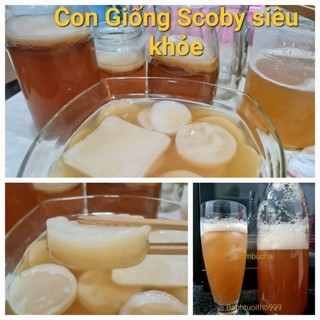 Scoby làm kombucha - scoby siêu khỏe mập ú.