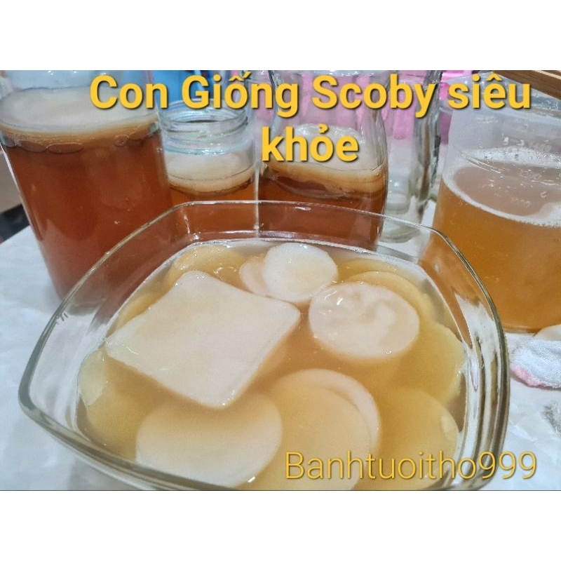 Scoby làm kombucha - scoby siêu khỏe mập ú.