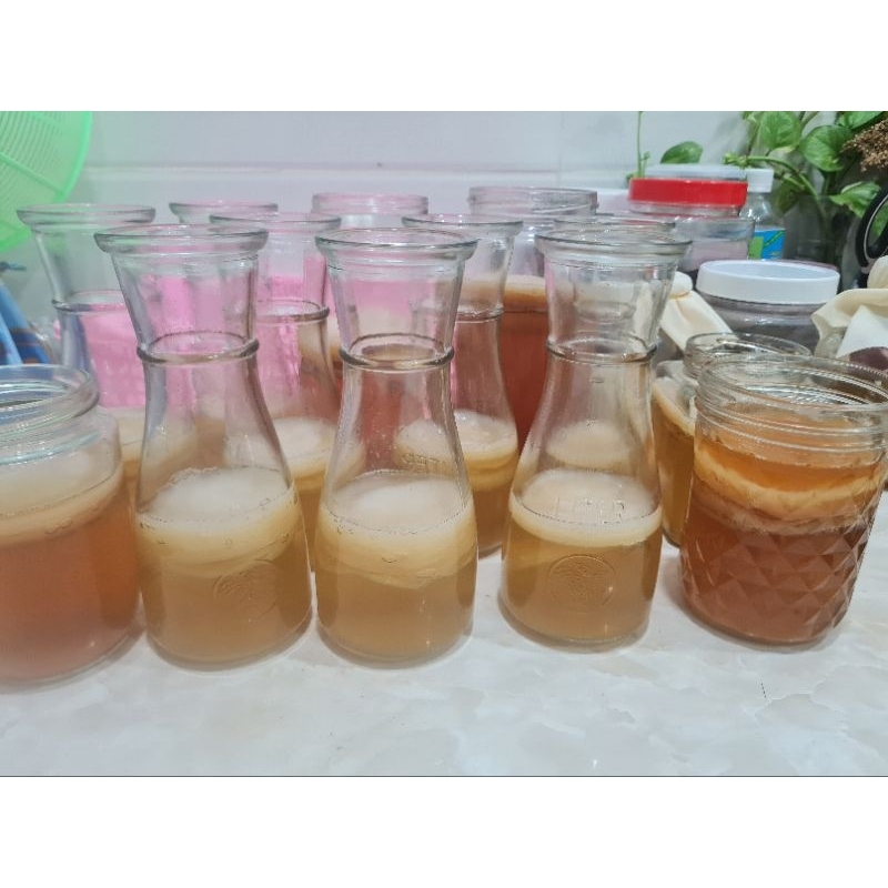 Scoby làm kombucha - scoby siêu khỏe mập ú.