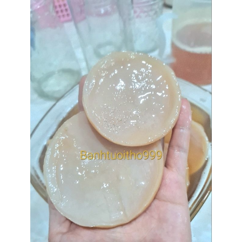 Scoby làm kombucha - scoby siêu khỏe mập ú.
