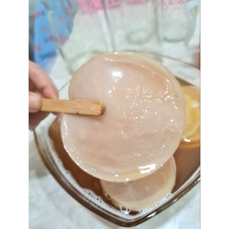 Scoby làm kombucha - scoby siêu khỏe mập ú.