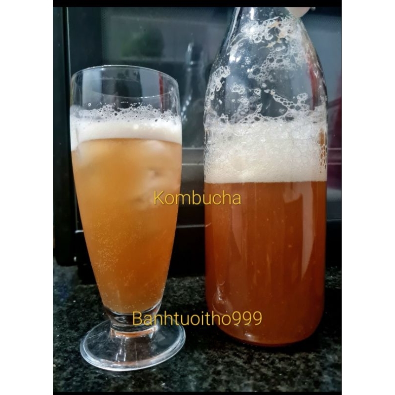 Scoby làm kombucha - scoby siêu khỏe mập ú.