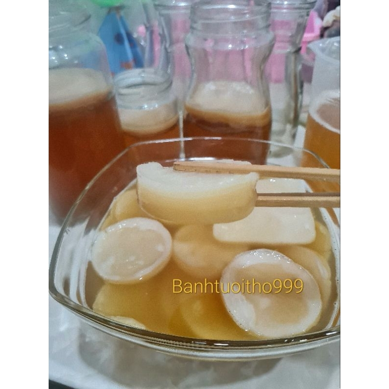 Scoby làm kombucha - scoby siêu khỏe mập ú.