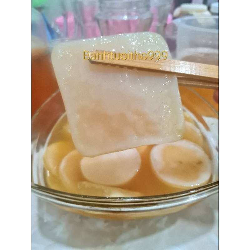 Scoby làm kombucha - scoby siêu khỏe mập ú.