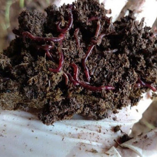 phân trùn quế bón thúc cây trồng,hữu cơ nhân đôi (500g)
