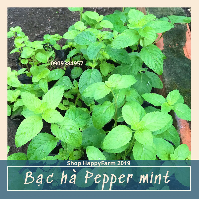 Bầu cây giống BẠC HÀ PEPPER MINT (Pháp)