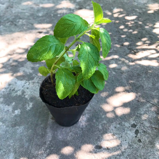 Bầu cây giống BẠC HÀ PEPPER MINT (Pháp)
