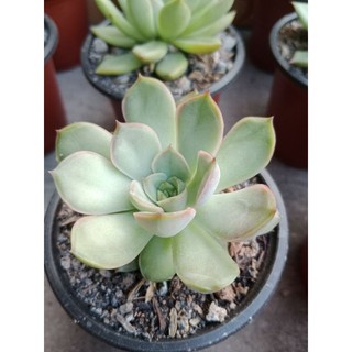 SEN ĐÁ VƯỢT SIZE BẦU