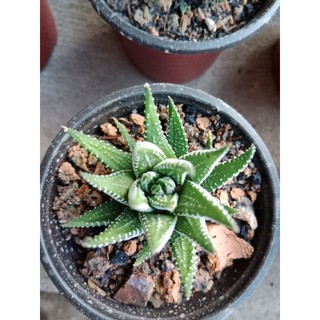 MÓNG RỒNG SIZE BẦU