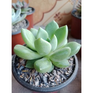 SEN ĐÁ SỎI VƯỢT SIZE BẦU 2