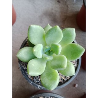 SEN ĐÁ SỎI VƯỢT SIZE BẦU 2