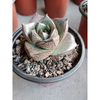 SEN ĐÁ HOA HỒNG ĐEN VƯỢT SIZE BẦU