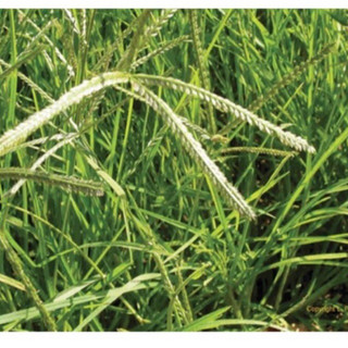 Cỏ mần trầu khô 1kg