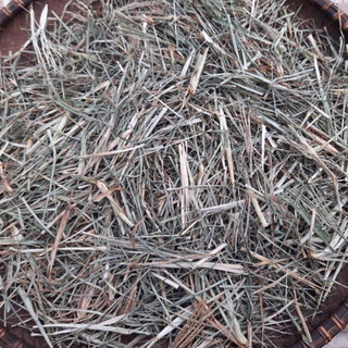 Cỏ mần trầu khô (cỏ mần trầu gội đầu)