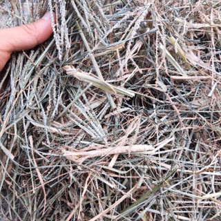 Cỏ mần trầu khô (cỏ mần trầu gội đầu)