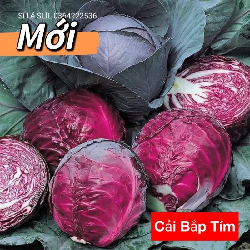 0,5 gam hạt giống bắp cải tím chất lượng cao 💥SALE LỚN💥 chất lượng cao