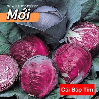 0,5 gam hạt giống bắp cải tím chất lượng cao  💥SALE LỚN💥 chất lượng cao
