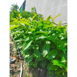 250 gram hạt bằng lăng tím giống