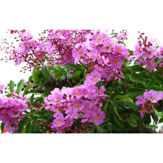 250 gram hạt bằng lăng tím giống
