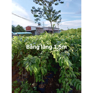 250 gram hạt bằng lăng tím giống