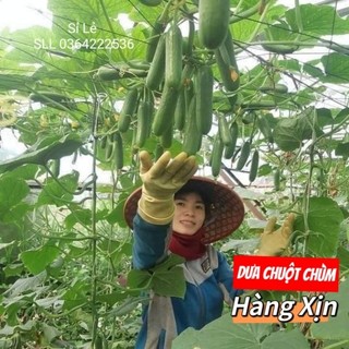 Hạt Giống Dưa Chuột Chùm Baby ❣️ Hàng Xịn💥 Siêu  Quả, ăn cực ngon