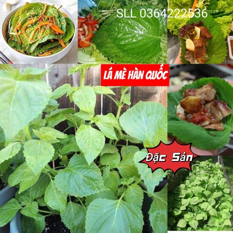 Hạt giống lá mè Hàn Quốc 💥 Đặc Sản Ăn Kèm Thịt Nướng💥 CỰC KỲ HẤP DẪN nảy mầm cực đỉnh chất lượng.