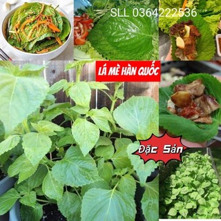 Hạt giống lá mè  Hàn Quốc 💥 Đặc Sản Ăn Kèm Thịt Nướng💥 CỰC KỲ HẤP DẪN  nảy mầm cực đỉnh chất lượng.