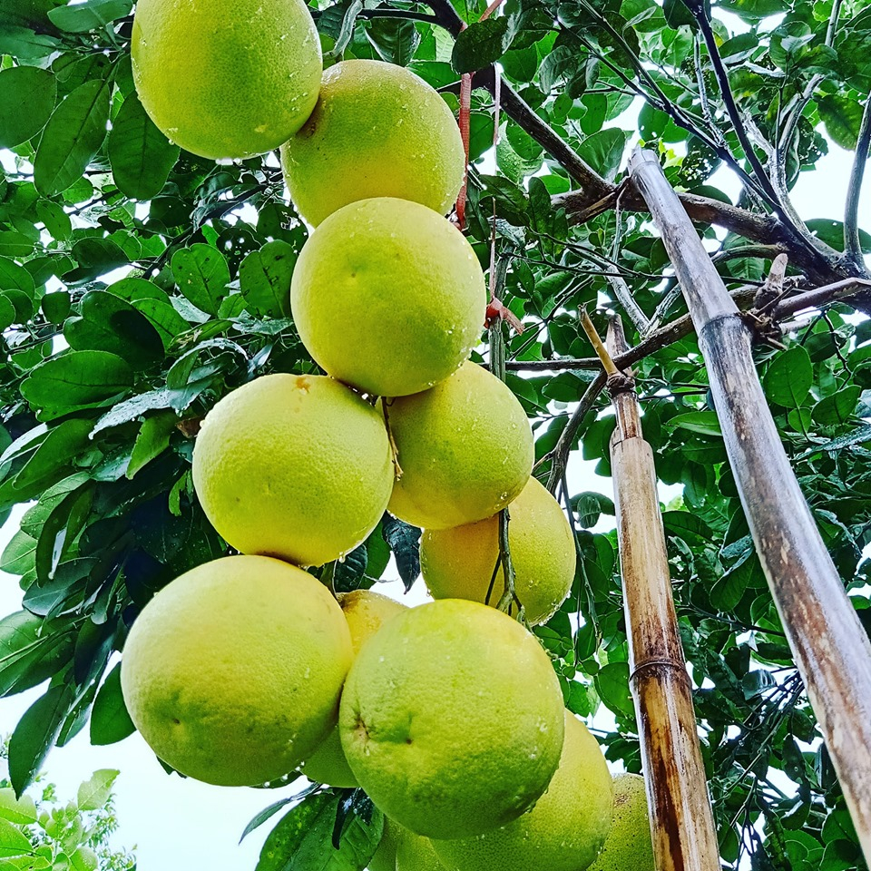 Cây giống BƯỞI PHÚC TRẠCH