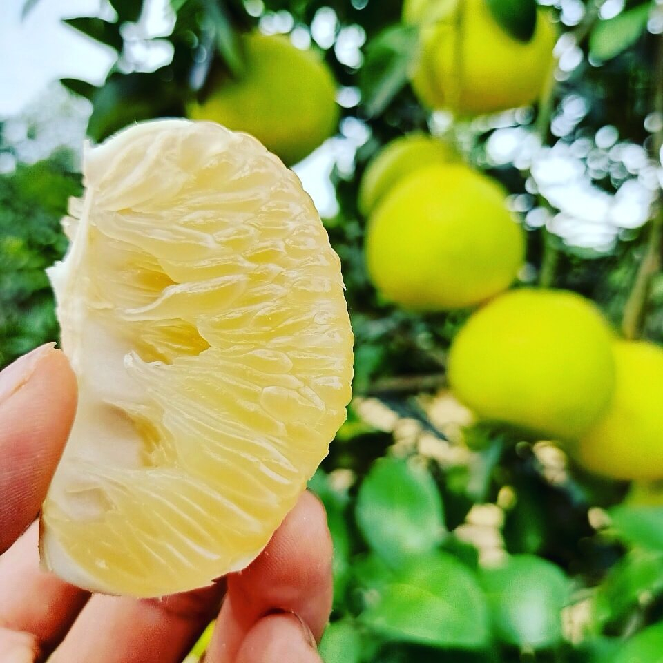 Cây giống BƯỞI PHÚC TRẠCH