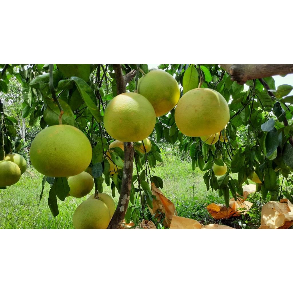 Cây giống BƯỞI PHÚC TRẠCH