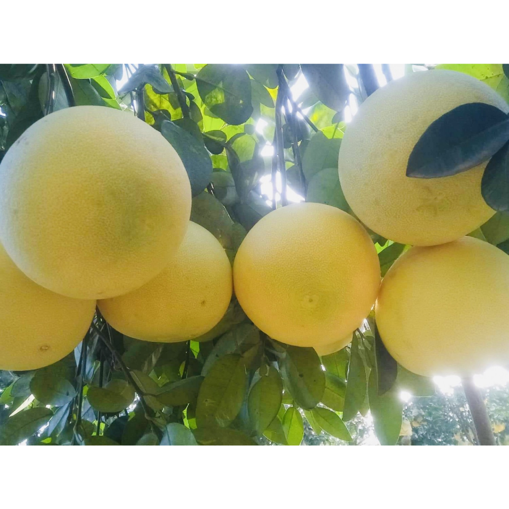 Cây giống BƯỞI PHÚC TRẠCH