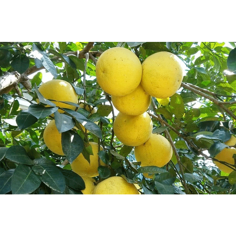 Cây giống BƯỞI PHÚC TRẠCH