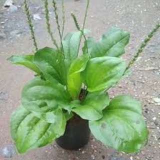 🍀 cây mã đề giống ☘️ chậu cây mã đề☘️
