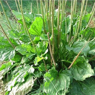 🍀 CÂY MÃ ĐỀ GIỐNG ☘️ Chậu cây mã đề☘️