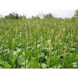 🍀 CÂY MÃ ĐỀ GIỐNG ☘️ Chậu cây mã đề☘️