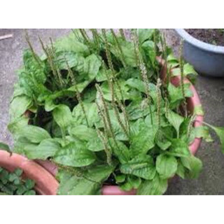 🍀 CÂY MÃ ĐỀ GIỐNG ☘️ Chậu cây mã đề☘️