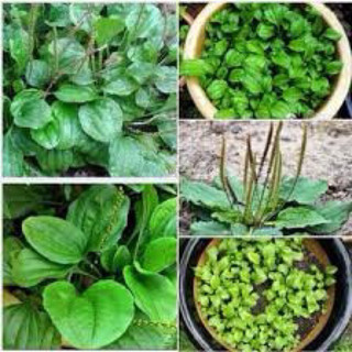 🍀 CÂY MÃ ĐỀ GIỐNG ☘️ Chậu cây mã đề☘️