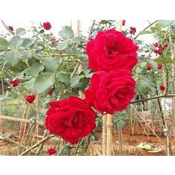 COMBO 5 GỐC Hoa Hồng Cổ Sơn La ( GỐC RỄ TRẦN HOA MÀU ĐỎ)