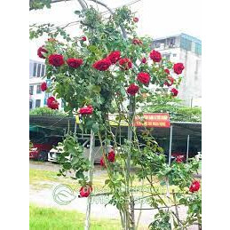 COMBO 5 GỐC Hoa Hồng Cổ Sơn La ( GỐC RỄ TRẦN HOA MÀU ĐỎ)