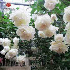 COMBO 5 GỐC HOA HỒNG CỔ BẠCH HO (GỐC RỄ TRẦN)