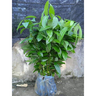 Combo 10 cây quế giống nhiều rễ bâu đất ổn định dễ trồng (cây cao 50-60cm